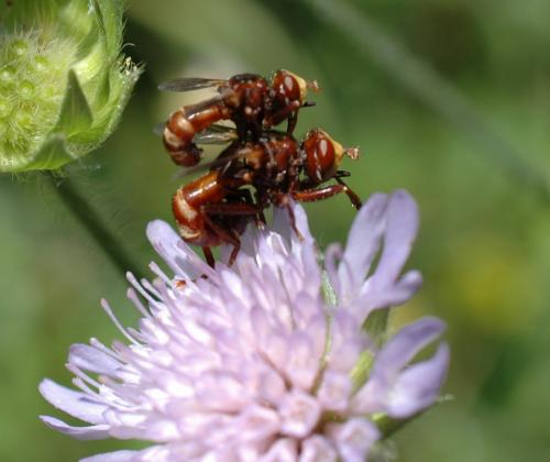 Réf. 185 430 : Sicus sp.